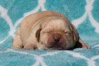 Vera, a female Labrador Retriever for sale in Bowersville, GA – Photo 5 of 7