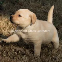 Vera, a female Labrador Retriever for sale in Bowersville, GA – Photo 3 of 7