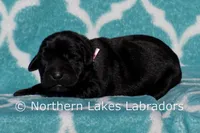 Sutton, a female Labrador Retriever for sale in Bowersville, GA – Photo 4 of 5