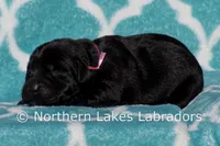 Sutton, a female Labrador Retriever for sale in Bowersville, GA – Photo 2 of 5