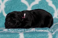 Sutton, a female Labrador Retriever for sale in Bowersville, GA – Photo 5 of 5