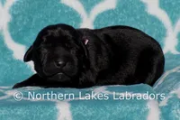 Sutton, a female Labrador Retriever for sale in Bowersville, GA – Photo 3 of 5