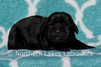 Sutton, a female Labrador Retriever for sale in Bowersville, GA – Photo 1 of 5