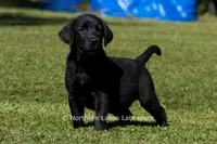 Edward, a male Labrador Retriever for sale in Bowersville, GA – 2 of 10