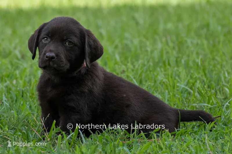 Ellie – Labrador Retriever puppy for sale in Bowersville, GA