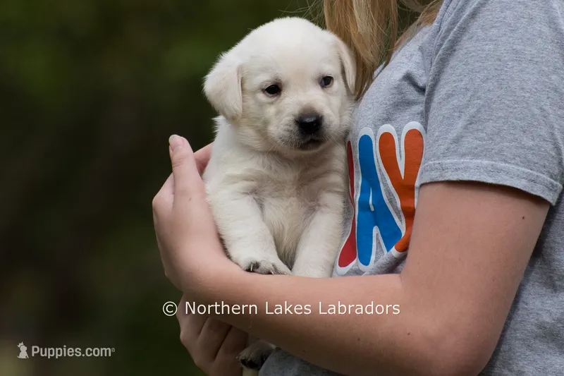 Michael – Labrador Retriever puppy for sale in Bowersville, GA
