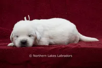 Mora, a female Labrador Retriever for sale in Bowersville, GA – 3 of 3