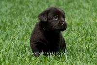 Ember, a female Labrador Retriever for sale in Bowersville, GA – 2 of 5