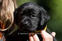 Pearl, a female Labrador Retriever for sale in Bowersville, GA – 6 of 6