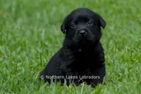 Ethan, a male Labrador Retriever for sale in Bowersville, GA – 4 of 5