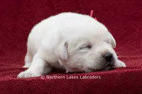 Mason, a male Labrador Retriever for sale in Bowersville, GA – 2 of 5