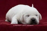 Michael, a male Labrador Retriever for sale in Bowersville, GA – 4 of 4