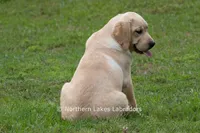 Vienna, a female Labrador Retriever for sale in Bowersville, GA – 4 of 9