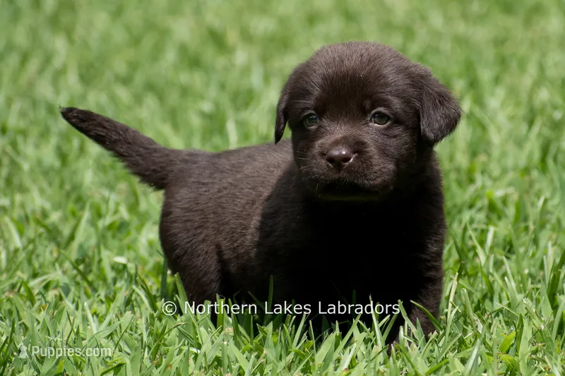 Eliza – Labrador Retriever puppy for sale in Bowersville, GA