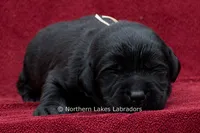 Noah, a male Labrador Retriever for sale in Bowersville, GA – 2 of 5