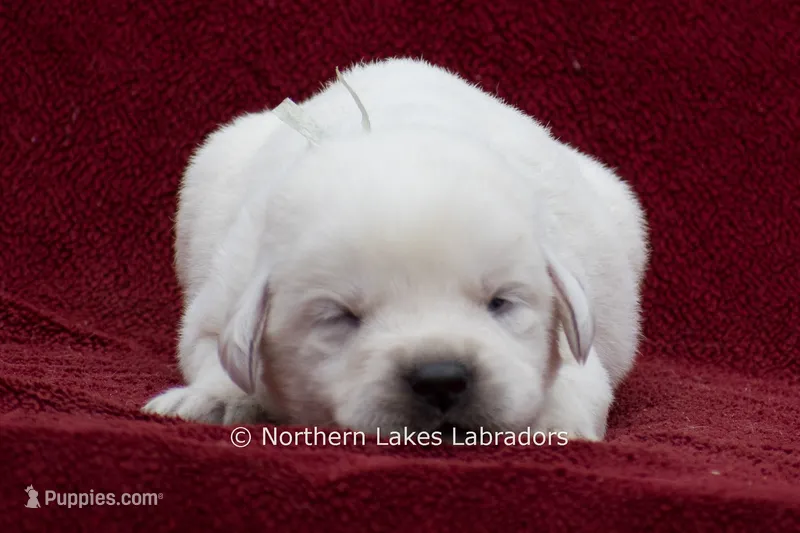 Mora – Labrador Retriever puppy for sale in Bowersville, GA