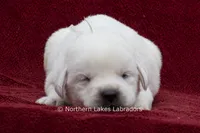 Mora, a female Labrador Retriever for sale in Bowersville, GA – 1 of 3