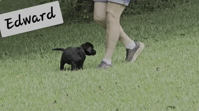 Edward, a male Labrador Retriever for sale in Bowersville, GA – 4 of 10