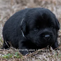 Pippa, a female Labrador Retriever for sale in Bowersville, GA – Photo 3 of 5