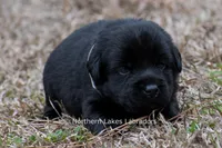 Pippa, a female Labrador Retriever for sale in Bowersville, GA – Photo 3 of 5