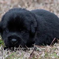 Pippa, a female Labrador Retriever for sale in Bowersville, GA – Photo 5 of 5