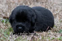 Pippa, a female Labrador Retriever for sale in Bowersville, GA – Photo 5 of 5