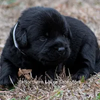 Pippa, a female Labrador Retriever for sale in Bowersville, GA – Photo 1 of 5