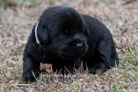 Pippa, a female Labrador Retriever for sale in Bowersville, GA – Photo 1 of 5