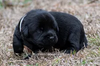 Pippa, a female Labrador Retriever for sale in Bowersville, GA – Photo 4 of 5
