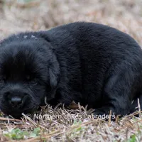 Pippa, a female Labrador Retriever for sale in Bowersville, GA – Photo 2 of 5