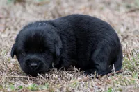 Pippa, a female Labrador Retriever for sale in Bowersville, GA – Photo 2 of 5
