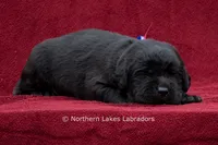 Nelson, a male Labrador Retriever for sale in Bowersville, GA – 2 of 4