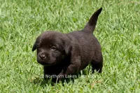 Eliza, a female Labrador Retriever for sale in Bowersville, GA – 4 of 5