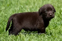 Eloise, a female Labrador Retriever for sale in Bowersville, GA – 5 of 5