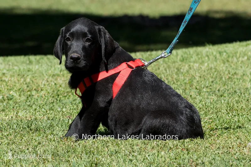 Ethan – Labrador Retriever puppy for sale in Bowersville, GA