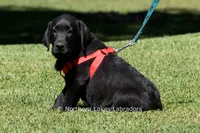 Ethan, a male Labrador Retriever for sale in Bowersville, GA – 1 of 9