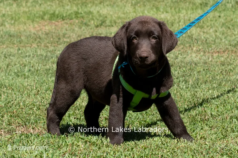 Elijah – Labrador Retriever puppy for sale in Bowersville, GA