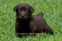 Elijah, a male Labrador Retriever for sale in Bowersville, GA – 1 of 5