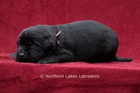 Nico, a male Labrador Retriever for sale in Bowersville, GA – 3 of 5