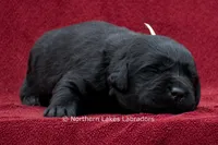 Nikki, a female Labrador Retriever for sale in Bowersville, GA – 3 of 3