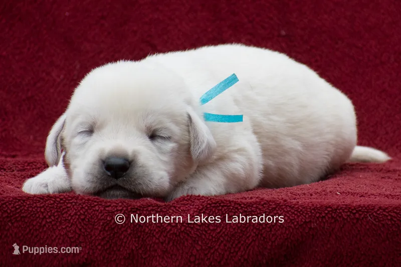 Mateo – Labrador Retriever puppy for sale in Bowersville, GA