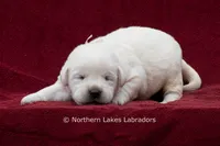 McKenna, a female Labrador Retriever for sale in Bowersville, GA – 4 of 4