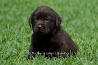 Emmie, a female Labrador Retriever for sale in Bowersville, GA – 4 of 6