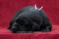 Noble, a female Labrador Retriever for sale in Bowersville, GA – 3 of 5