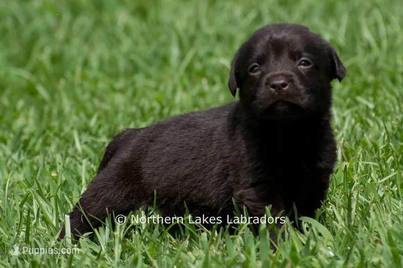 Eric – Labrador Retriever puppy for sale in Bowersville, GA