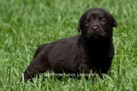 Eric, a male Labrador Retriever for sale in Bowersville, GA – 1 of 4