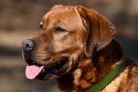 Chili, a male Labrador Retriever for sale in Bowersville, GA – 9 of 9