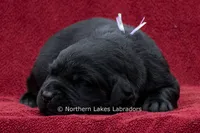 Noble, a female Labrador Retriever for sale in Bowersville, GA – 2 of 5