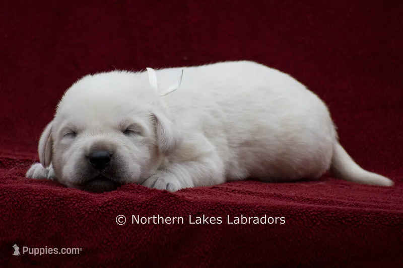 Michael – Labrador Retriever puppy for sale in Bowersville, GA