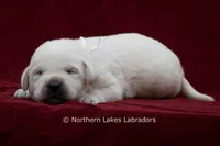 Michael, a male Labrador Retriever for sale in Bowersville, GA – 1 of 4
